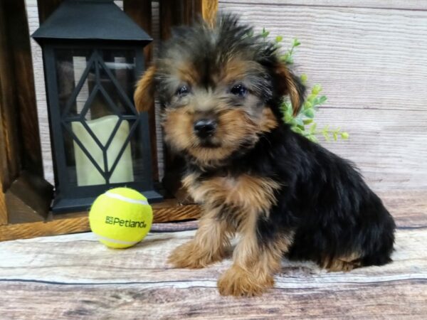 Yorkshire Terrier-DOG-Female-Black / Tan-760-Petland Murfreesboro, Tennessee