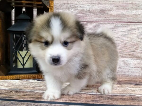 Pomsky-DOG-Female-Sable / White-774-Petland Murfreesboro Pet Store