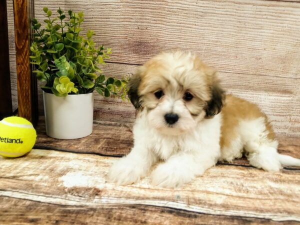 Teddy Bear-DOG-Female-Brown / White-769-Petland Murfreesboro, Tennessee