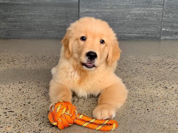 Golden Retriever-DOG-Male-Gold-765-Petland Murfreesboro, Tennessee