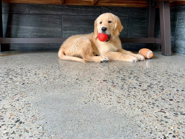 Golden Retriever-DOG-Male-Golden-784-Petland Murfreesboro, Tennessee