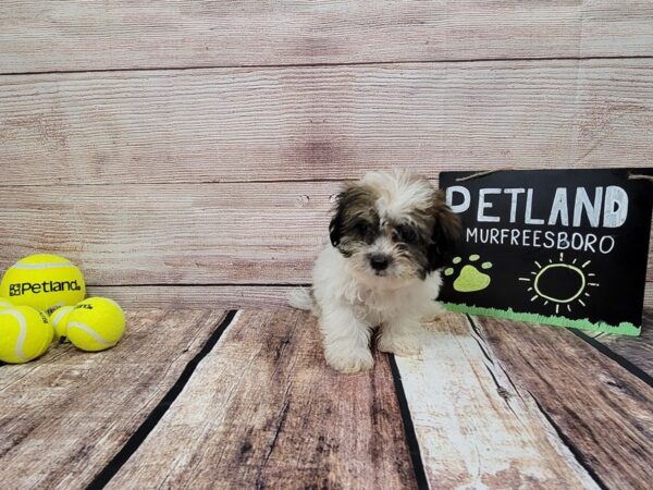 Teddy Bear-DOG-Male-Brown / White-804-Petland Murfreesboro, Tennessee