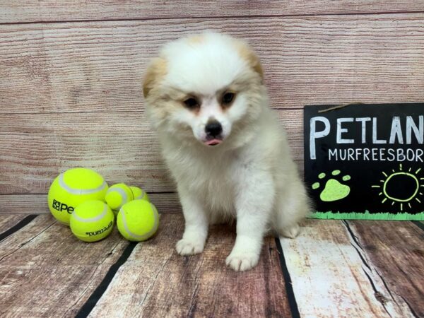 Pom Shih-DOG-Male-Orange / White-818-Petland Murfreesboro Pet Store