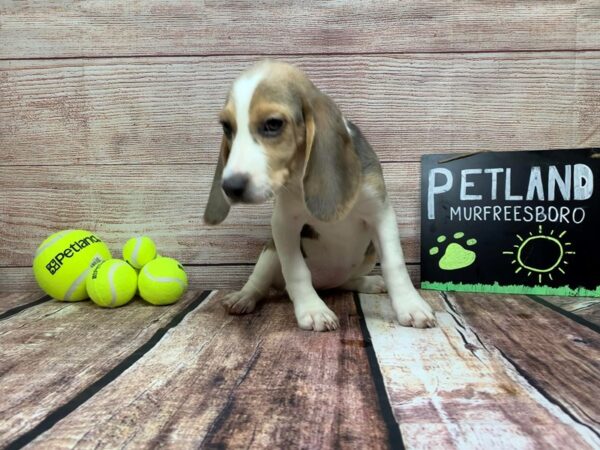 Beagle-DOG-Female-Grey / White-781-Petland Murfreesboro Pet Store