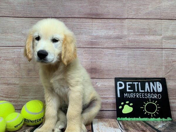 Golden Retriever-DOG-Male-Golden-822-Petland Murfreesboro, Tennessee