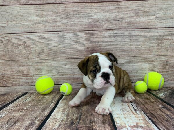 English Bulldog DOG Male Fawn / Brindle / White 837 Petland Murfreesboro, Tennessee