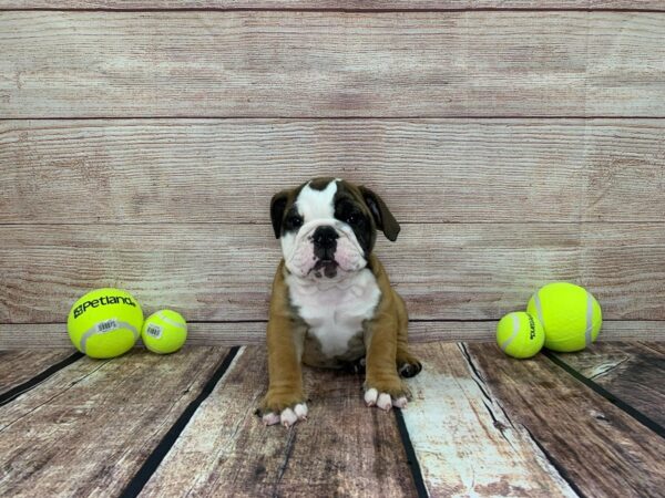 English Bulldog DOG Male Fawn / White 836 Petland Murfreesboro, Tennessee