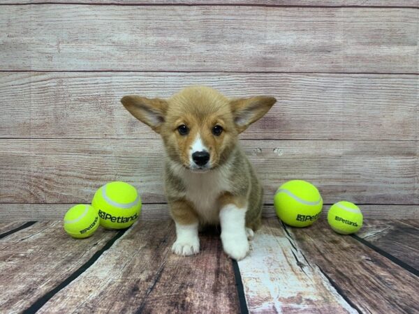 Pembroke Welsh Corgi-DOG-Male-Tri-828-Petland Murfreesboro, Tennessee