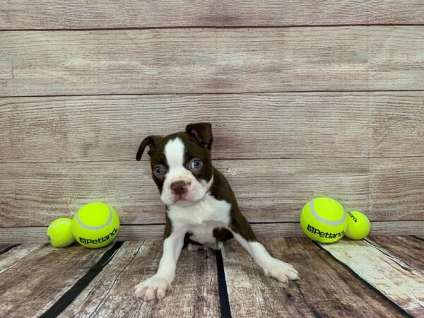 Boston Terrier DOG Male Chocolate / White 841 Petland Murfreesboro, Tennessee