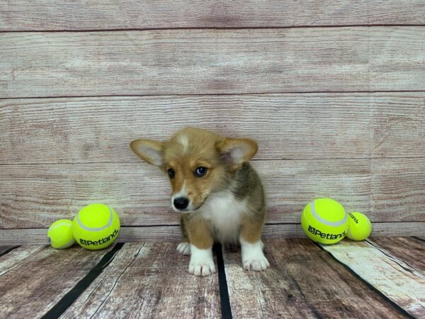 Pembroke Welsh Corgi-DOG-Male-Fawn-844-Petland Murfreesboro, Tennessee