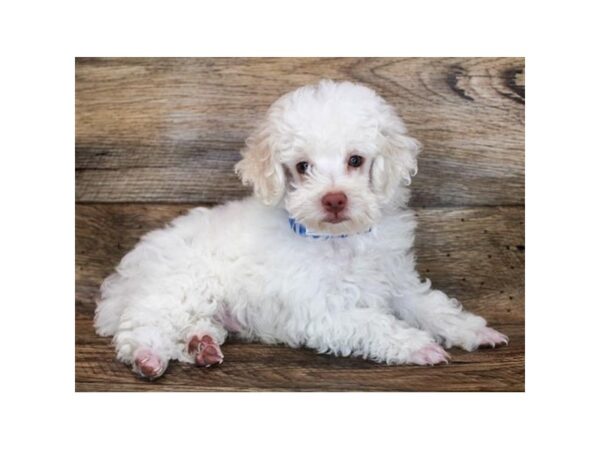 Poodle-DOG-Male-Cream-861-Petland Murfreesboro Pet Store