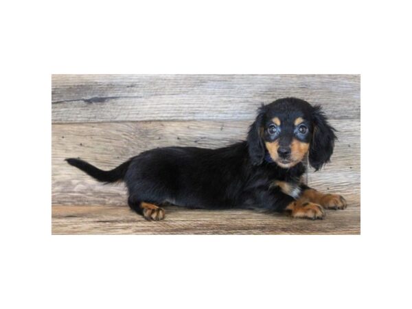 Dachshund-DOG-Male-Black / Tan-865-Petland Murfreesboro, Tennessee