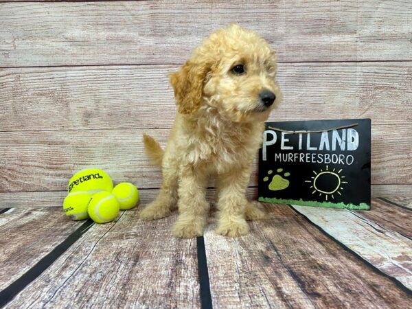 F1B Mini Goldendoodle-DOG-Male-Apricot-874-Petland Murfreesboro Pet Store