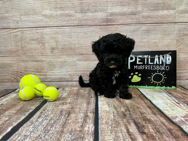 Mini Goldendoodle-DOG-Male-Black-883-Petland Murfreesboro Pet Store