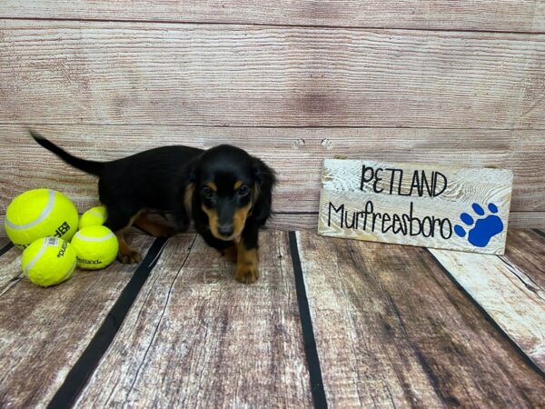 Dachshund-DOG-Male-Black / Tan-894-Petland Murfreesboro, Tennessee