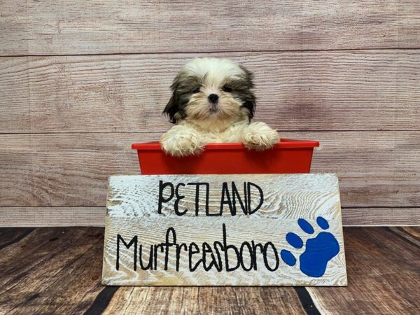 Shih Tzu-DOG-Female-Brown / White-925-Petland Murfreesboro, Tennessee