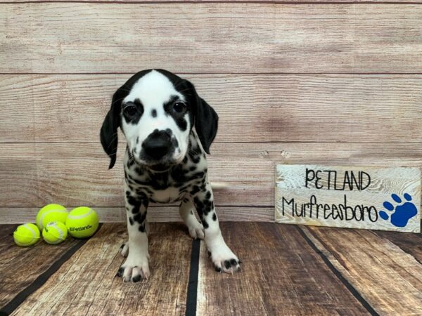 Dalmatian-DOG-Female-Black / White-936-Petland Murfreesboro Pet Store