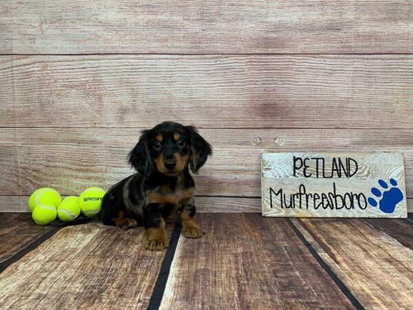 Dachshund-DOG-Male-Black / Silver-929-Petland Murfreesboro, Tennessee