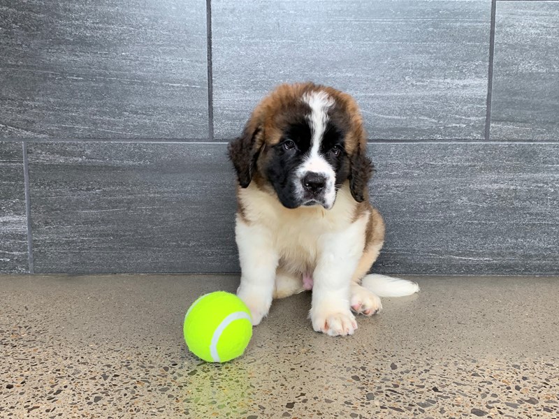 Saint Bernard Puppy Tri ID:937 Located at Petland Murfreesboro