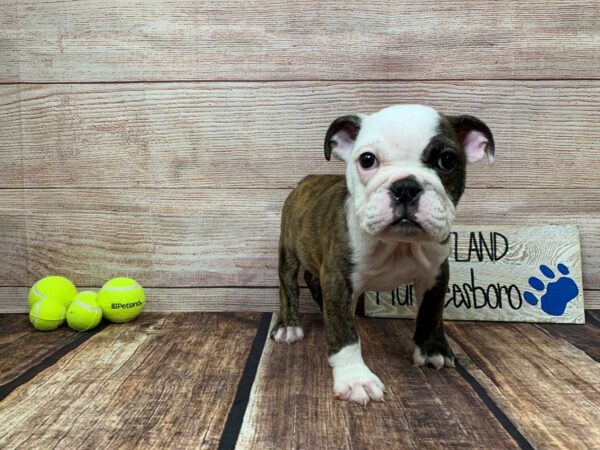 English Bulldog-DOG-Female-Red Brindle and White-940-Petland Murfreesboro Pet Store