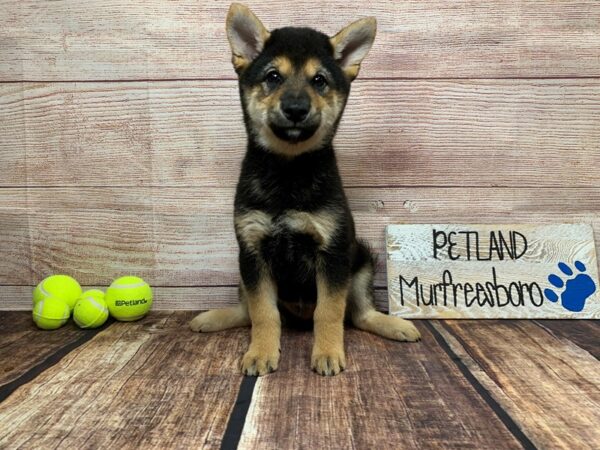 Shiba Inu-DOG-Male-Tri-934-Petland Murfreesboro Pet Store