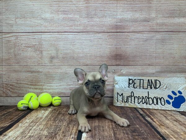 French Bulldog-DOG-Female-Blue Fawn-946-Petland Murfreesboro, Tennessee