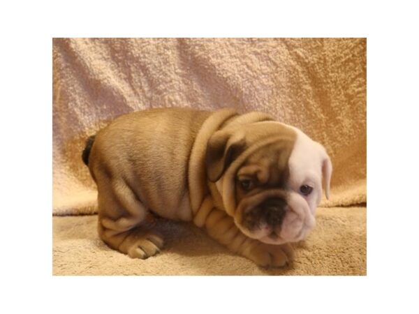 Bulldog-DOG-Male-Fawn / White-968-Petland Murfreesboro Pet Store