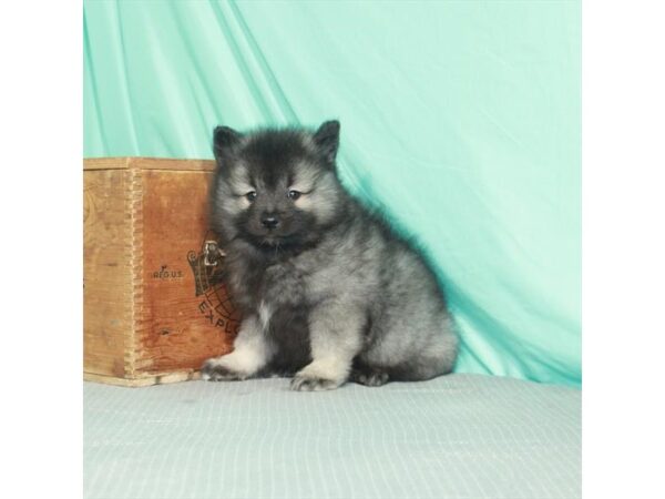 Keeshond-DOG-Male-Silver / Black-987-Petland Murfreesboro Pet Store