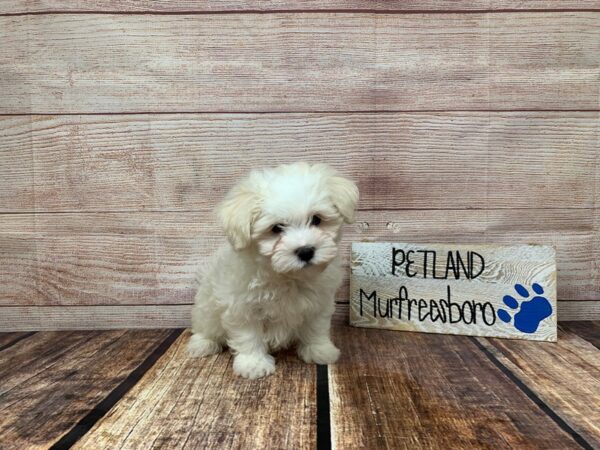 Teddy Bear DOG Male Gold / White 992 Petland Murfreesboro, Tennessee