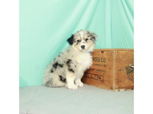 Australian Shepherd/English Shepherd DOG Male Blue Merle 994 Petland Murfreesboro, Tennessee