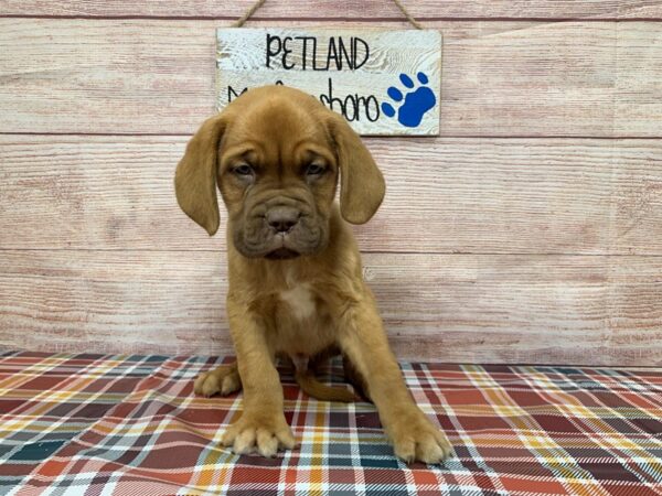 Dogue De Bordeaux-DOG-Male-Mahogany-1012-Petland Murfreesboro Pet Store