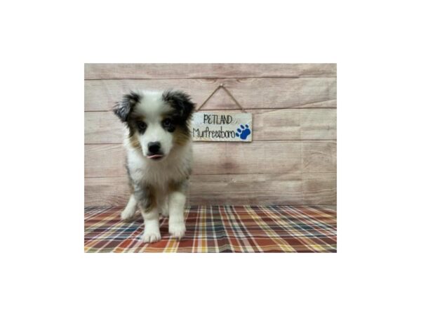 Mini Aussie-DOG-Male-Blue Merle-1034-Petland Murfreesboro, Tennessee