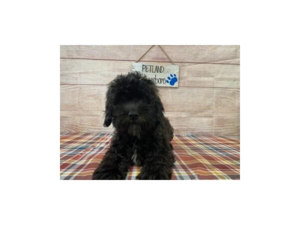 Cockapoo-DOG-Female-Black-1010-Petland Murfreesboro Pet Store
