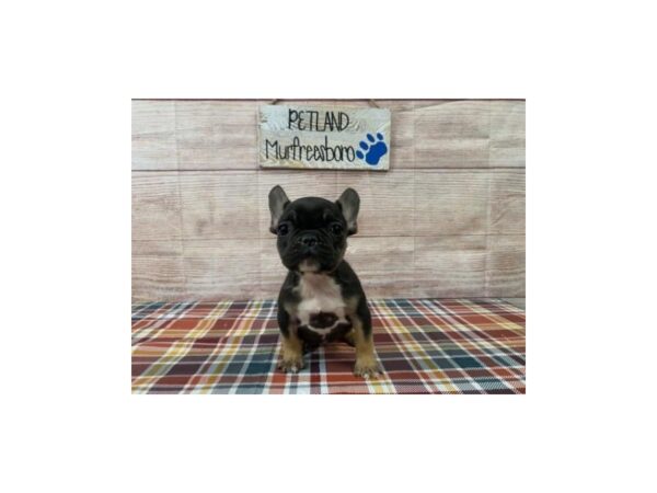 French Bulldog-DOG-Female-Chocolate/Tan-1049-Petland Murfreesboro, Tennessee