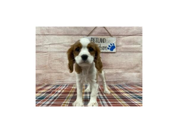 Cavalier King Charles Spaniel-DOG-Female-Blenheim / White-1048-Petland Murfreesboro, Tennessee