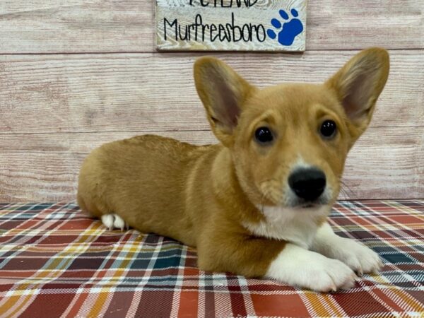 Pembroke Welsh Corgi-DOG-Male-Red / White-1026-Petland Murfreesboro, Tennessee