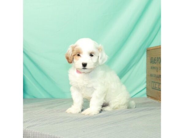 Miniature Goldendoodle DOG Female White / Red 1058 Petland Murfreesboro, Tennessee