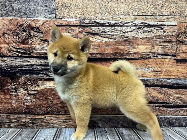 Shiba Inu-DOG-Male-Red / White-1052-Petland Murfreesboro Pet Store
