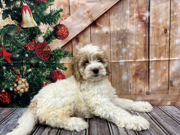 Comfort Goldendoodle DOG Female white 1063 Petland Murfreesboro, Tennessee