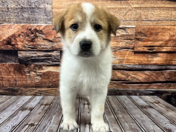 Great Pyrenees/Border Collie-DOG-Male-White / Red Fawn-1104-Petland Murfreesboro, Tennessee