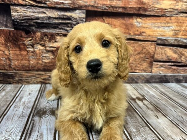 Miniature Goldendoodle-DOG-Female-golden-1096-Petland Murfreesboro, Tennessee