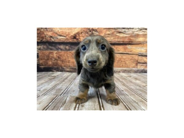 Dachshund-DOG-Female-blue-1102-Petland Murfreesboro, Tennessee