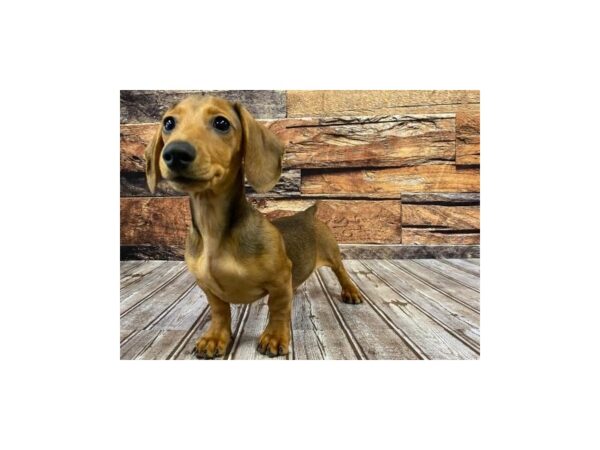 Dachshund-DOG-Female-Red Sable-1045-Petland Murfreesboro, Tennessee