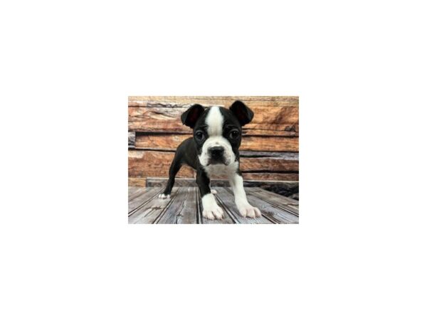 Boston Terrier DOG Male Black / White 1113 Petland Murfreesboro, Tennessee