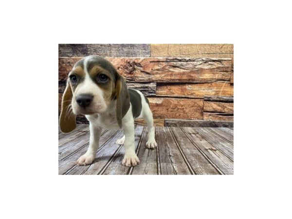 Beagle-DOG-Female-blue tri-1123-Petland Murfreesboro Pet Store