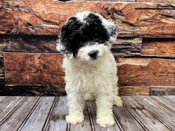 Cockapoo-DOG-Female-Black / White-1135-Petland Murfreesboro Pet Store