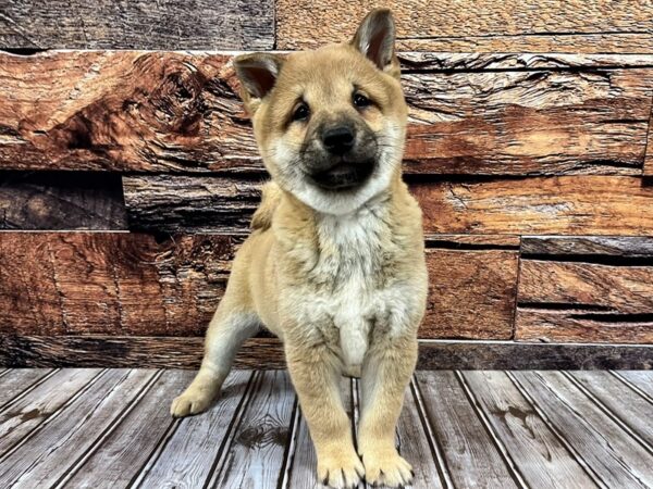 Shiba Inu-DOG-Male-Red Sesame-1136-Petland Murfreesboro Pet Store