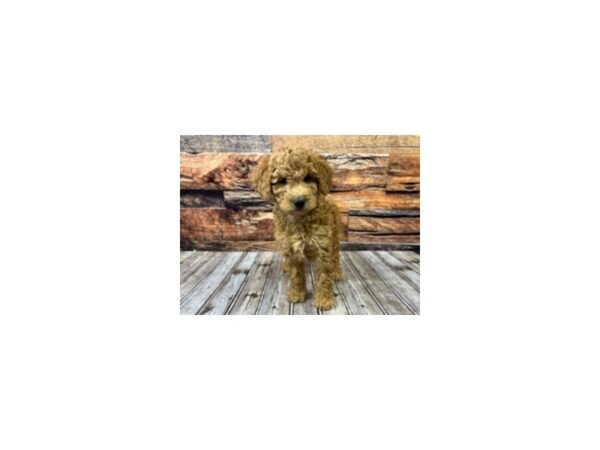 Miniature Goldendoodle-DOG-Female-red-1148-Petland Murfreesboro, Tennessee