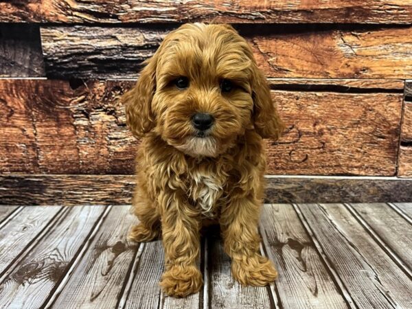 Cavapoo DOG Male apricot 1155 Petland Murfreesboro, Tennessee