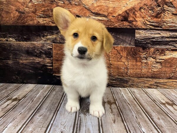 Pembroke Welsh Corgi-DOG-Female-Red / White-1170-Petland Murfreesboro, Tennessee